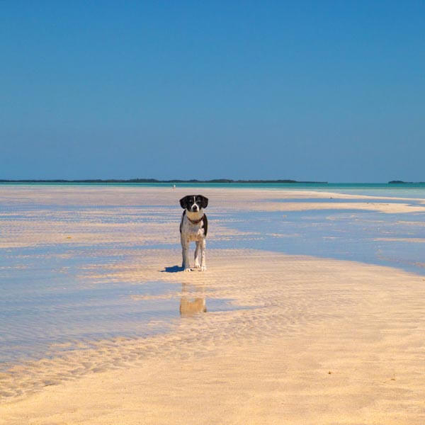 Popular Search Pet-Friendly Rentals