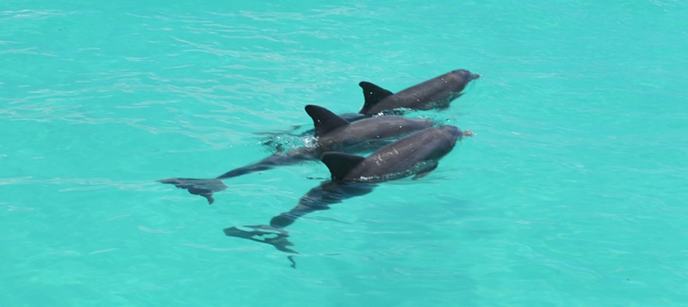 Things To Do Dolphin Watching & Snorkel Trip
