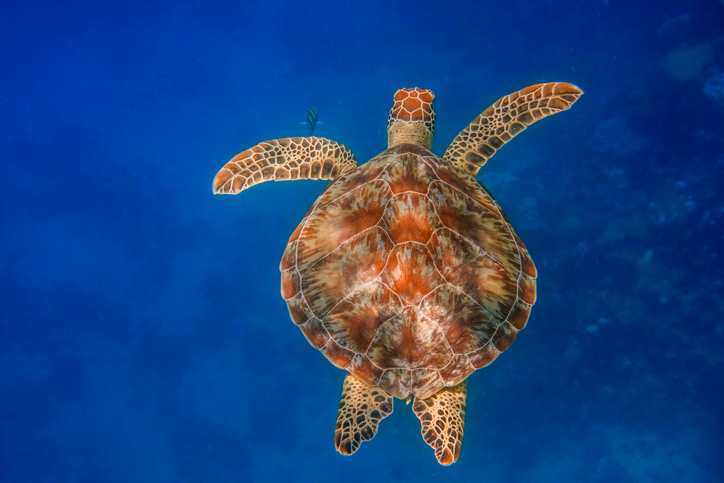 Things To Do Key West Turtle Museum